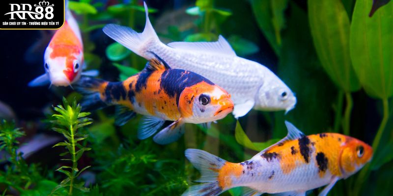 Mơ Thấy Cá - Ý Nghĩa Tâm Linh Và Những Con Số May Mắn con-45-54-se-la-lua-chon-hop-ly